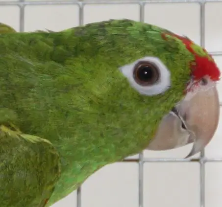 Finsch's Parakeet       