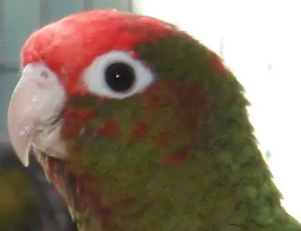 Fire-headed Parakeet   