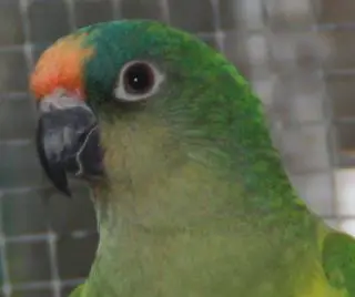 Golden-fronted conure