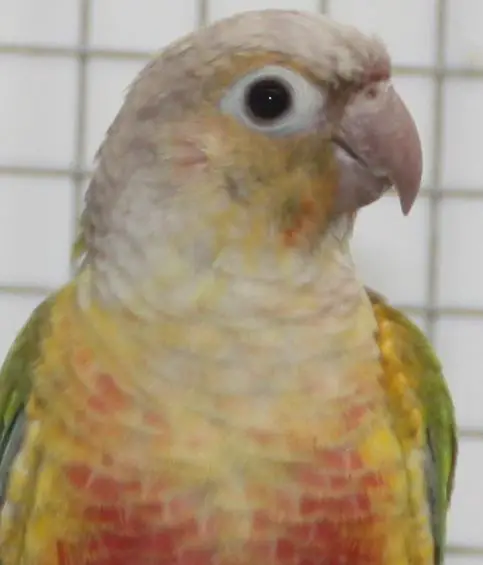 Green-eared Parakeet Cinamon 