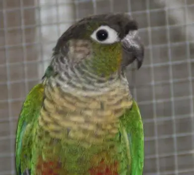 Green-eared Parakeet