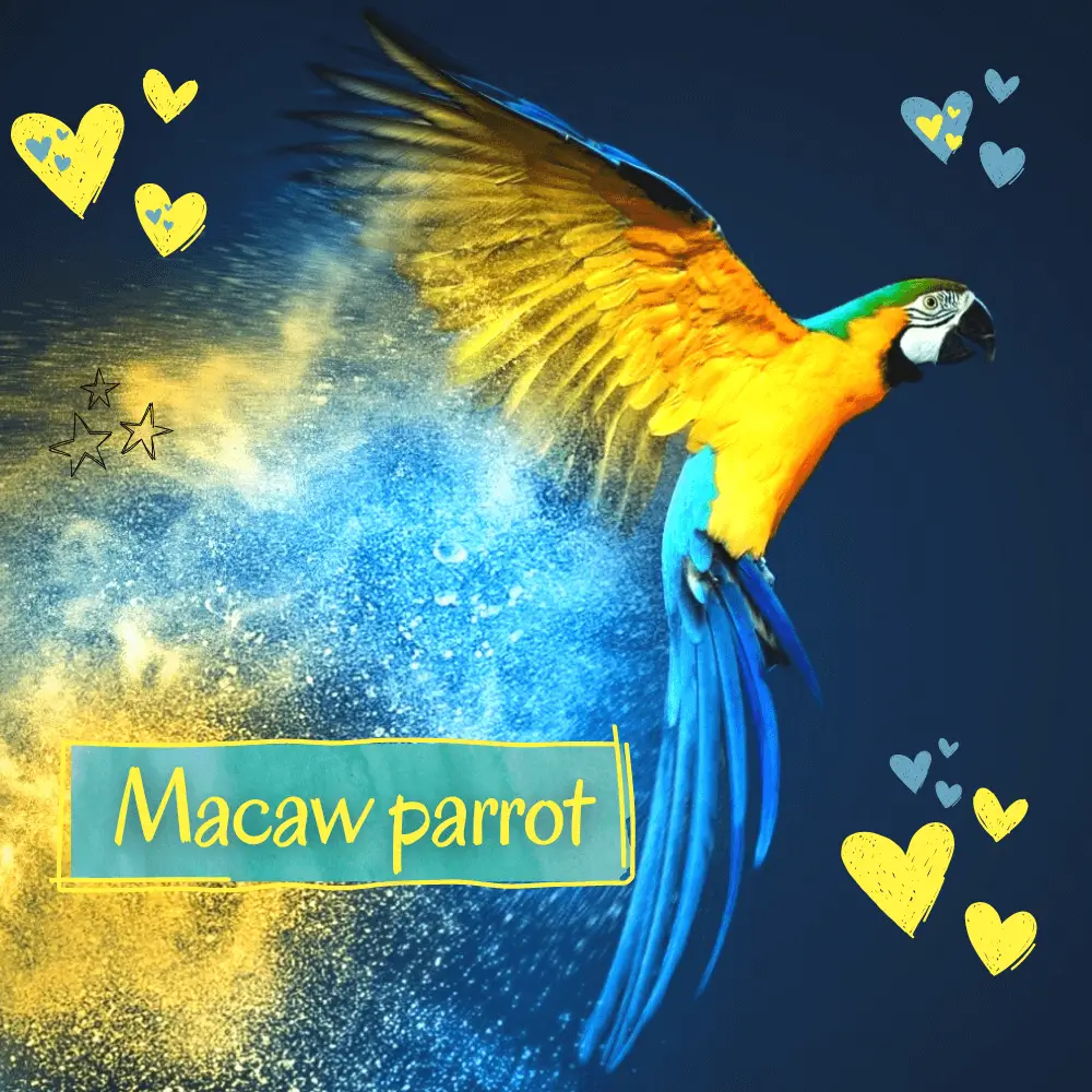 Macaw parrot