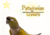 Patagonian conure
