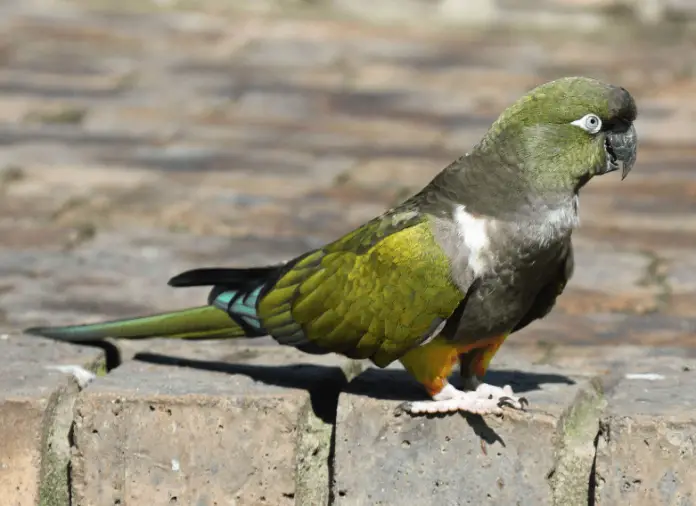 Patagonian conure Sound Habitat Behavior Diet and Reproduction
