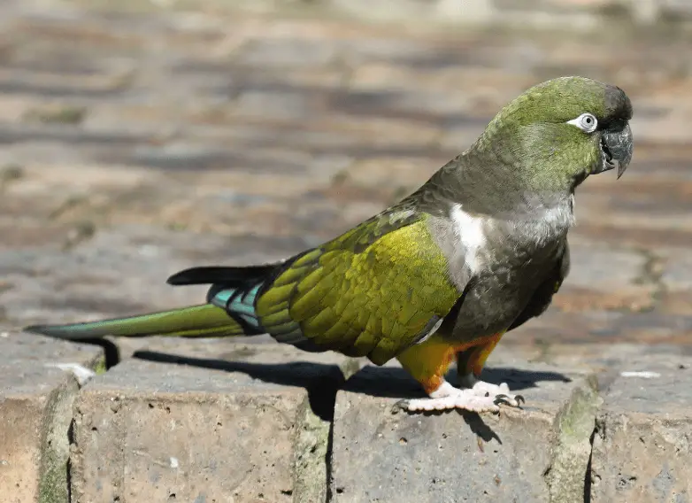 Patagonian conures