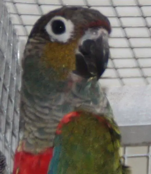 Red-bellied Parakeet 