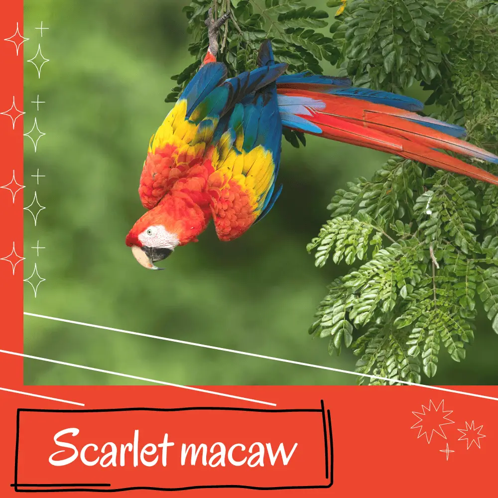 Scarlet macaw