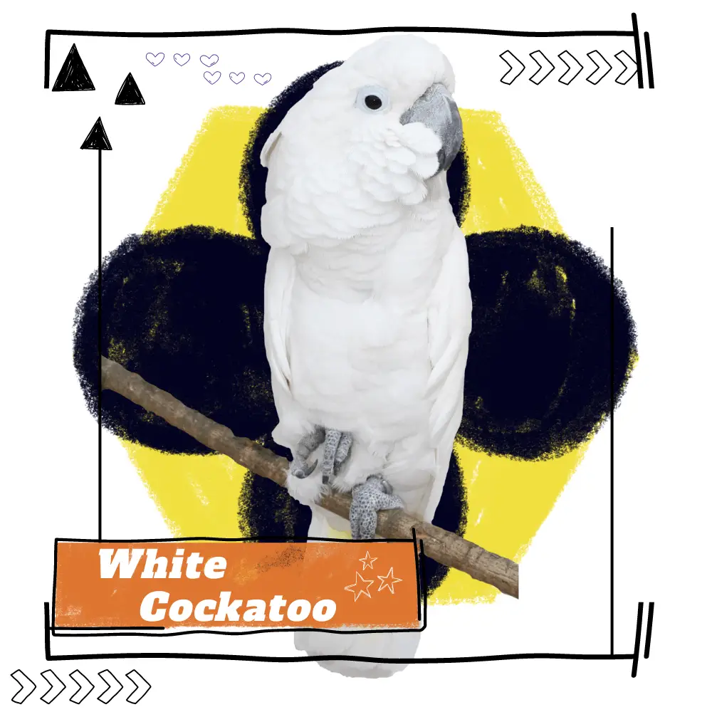 White Cockatoo