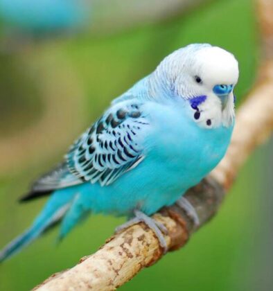 Blue bird parrot - All Different Types Of Blue Parrots