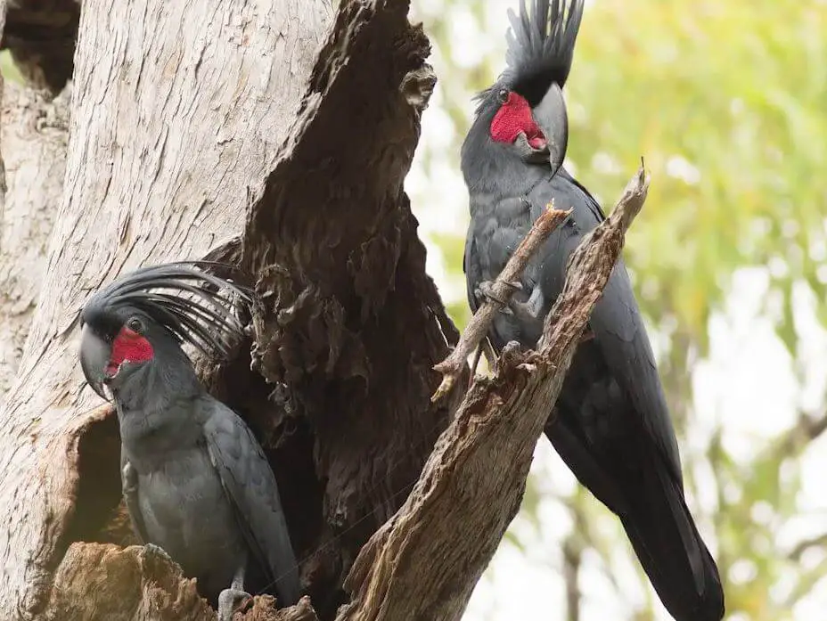 cockatoo black palm