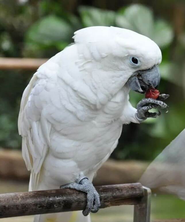 cockatoo white