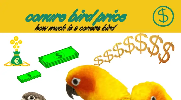 conure bird price