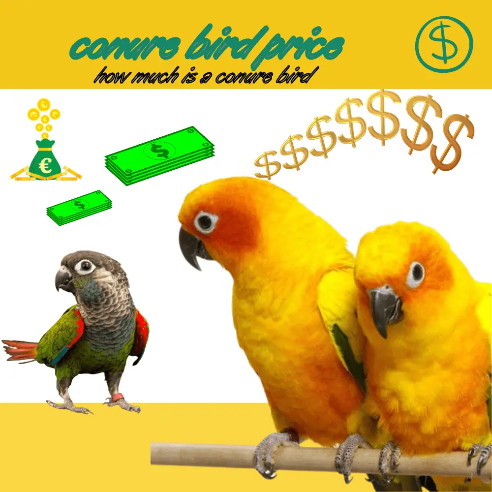 conure bird price