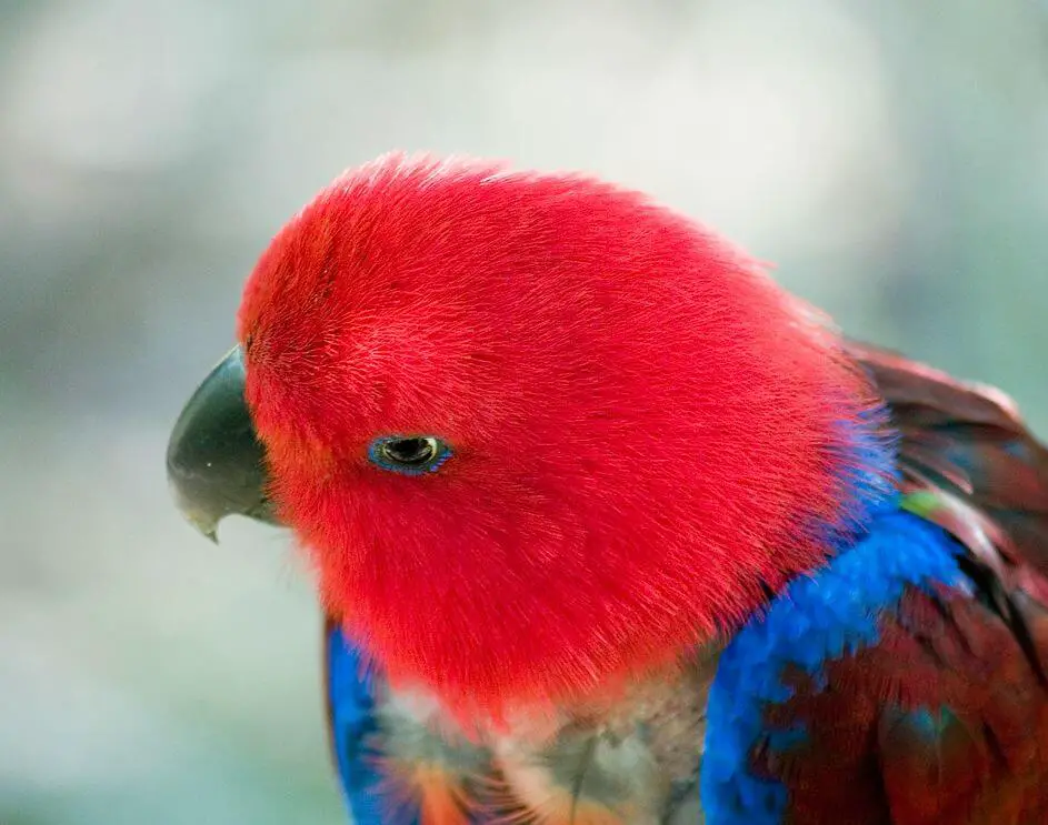 eclectus parrot female