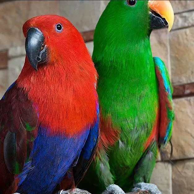 eclectus parrot for adoption