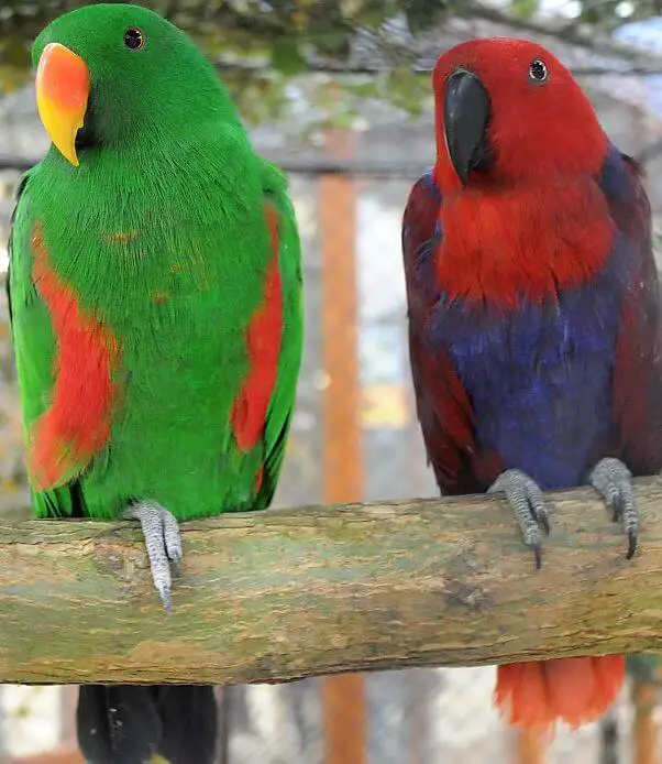 eclectus parrot male vs female