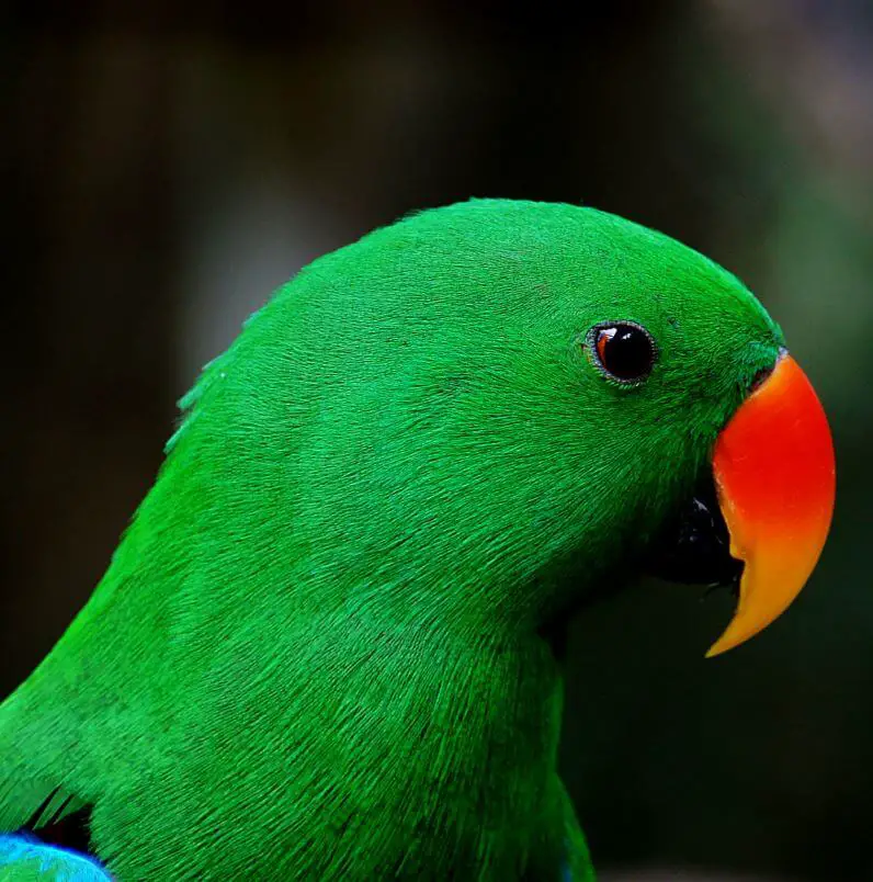 eclectus parrot male