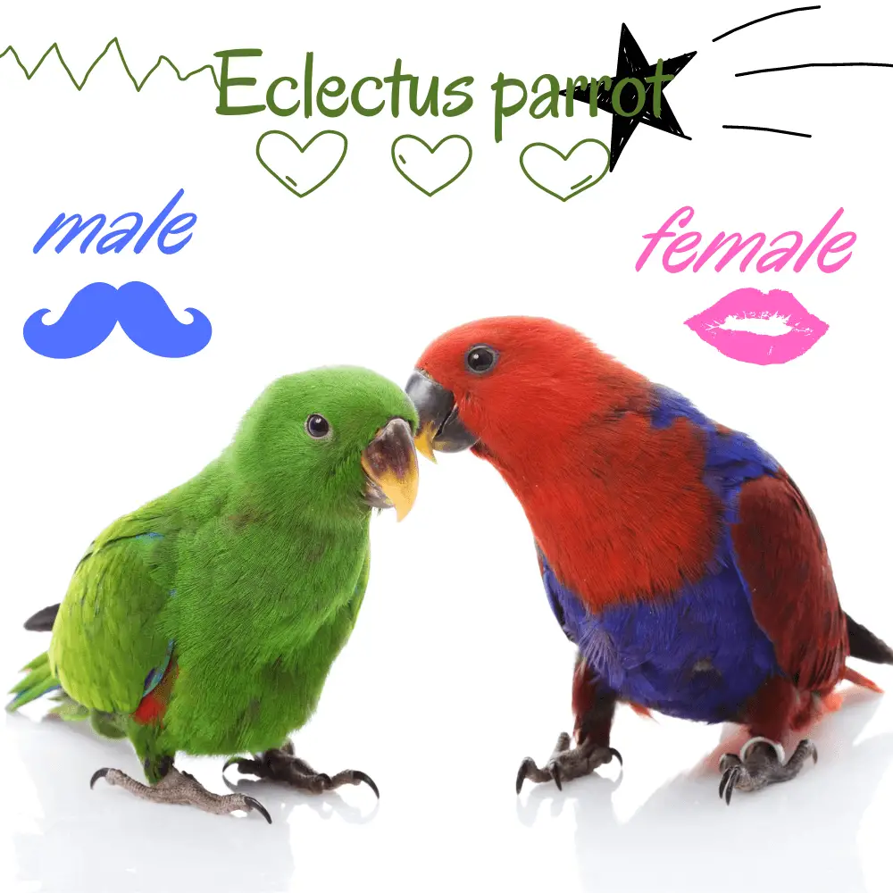 eclectus parrot