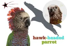 hawk-headed parrot