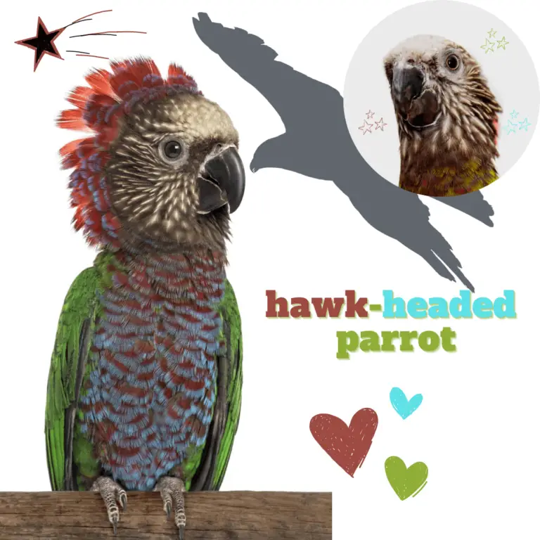 Hawkheaded parrot Hawk headed parrot for adoption