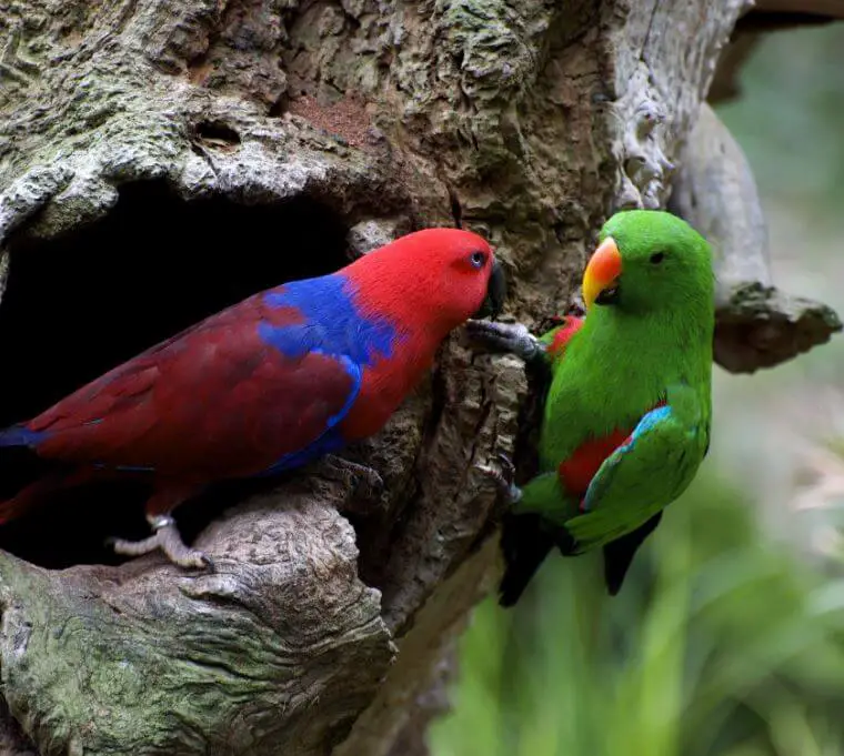 lifespan of an eclectus parrot