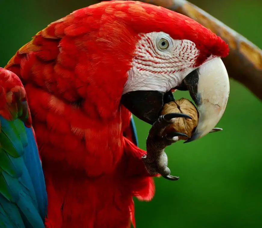 macaw parrot diet