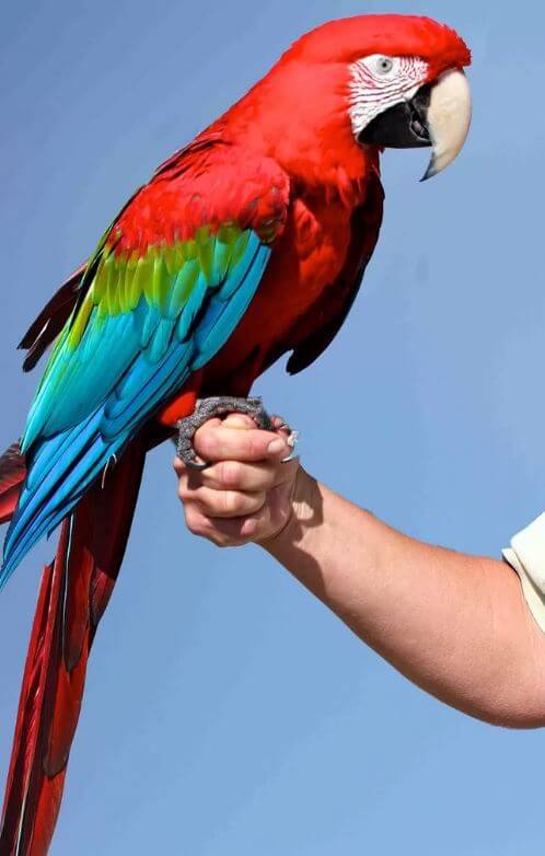 Red and green macaw