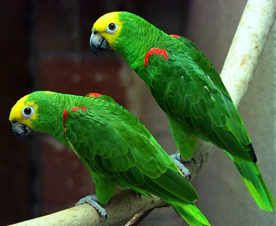 parrot amazon