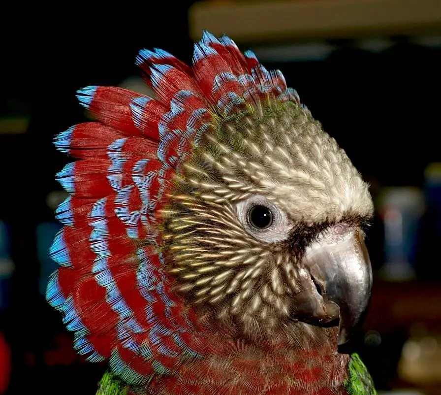 parrot hawk