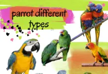 parrot type
