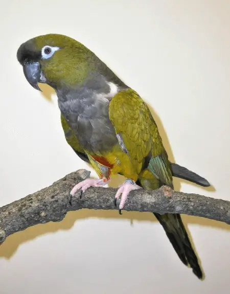 patagonia conures