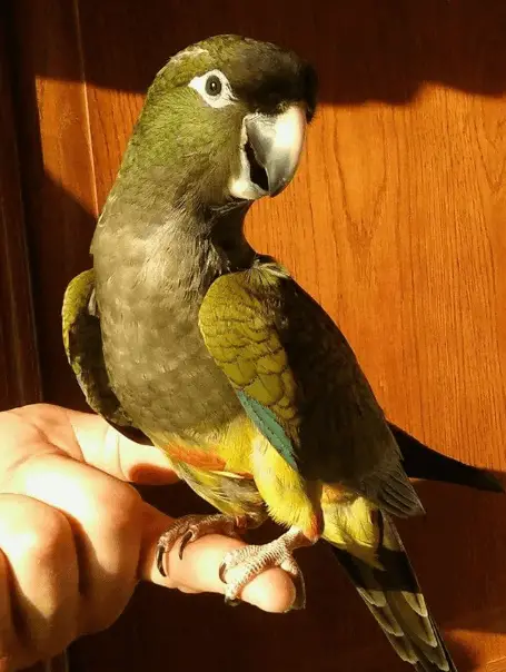 patagonian conure size
