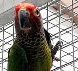 roseifrons or blushing conure