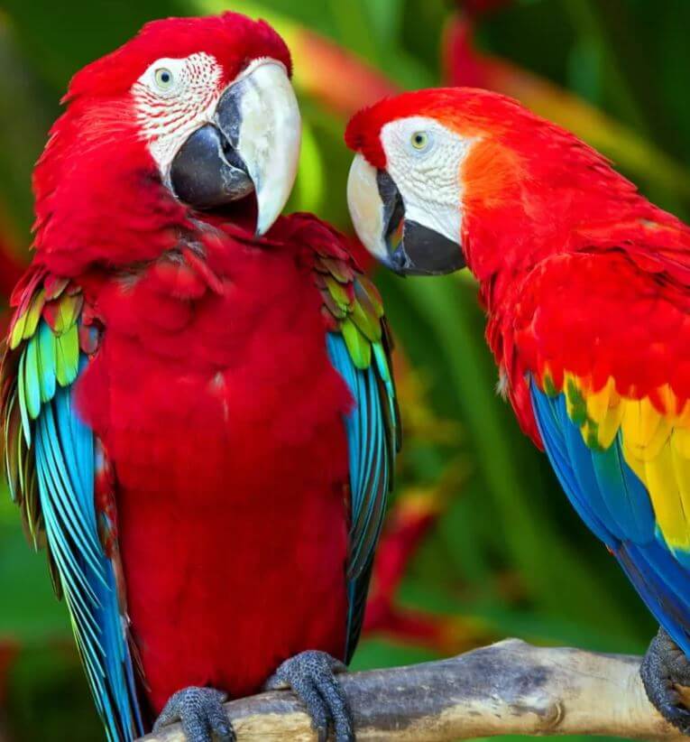 scarlet macaw bird