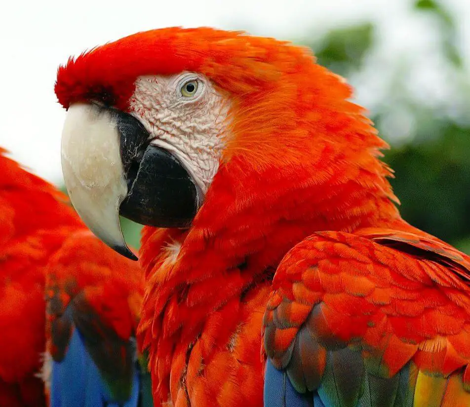 scarlet macaw parrot