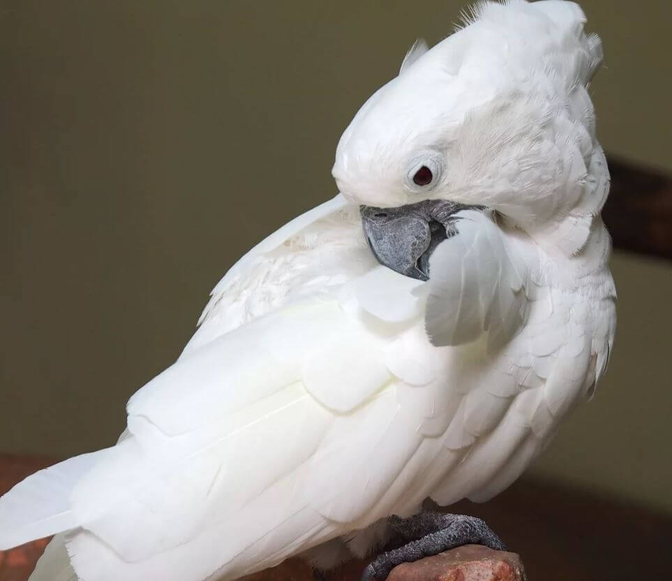 umbrella cockatoos