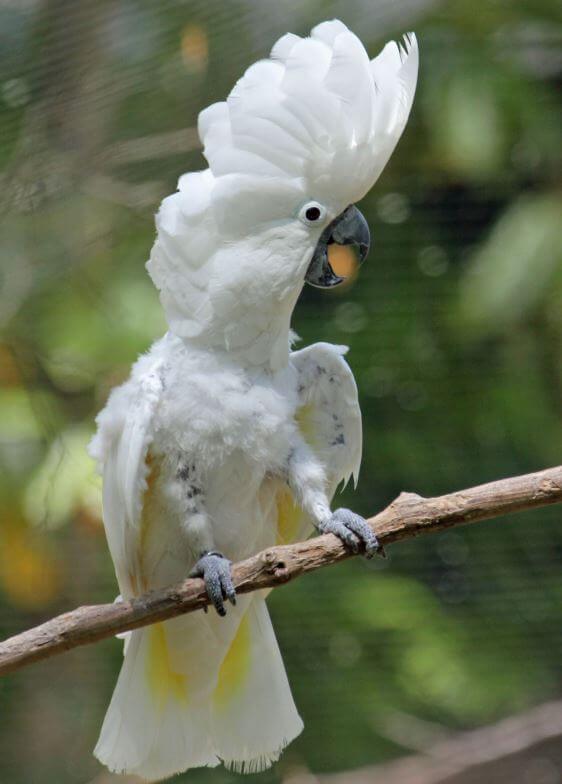 white cockatoo bird