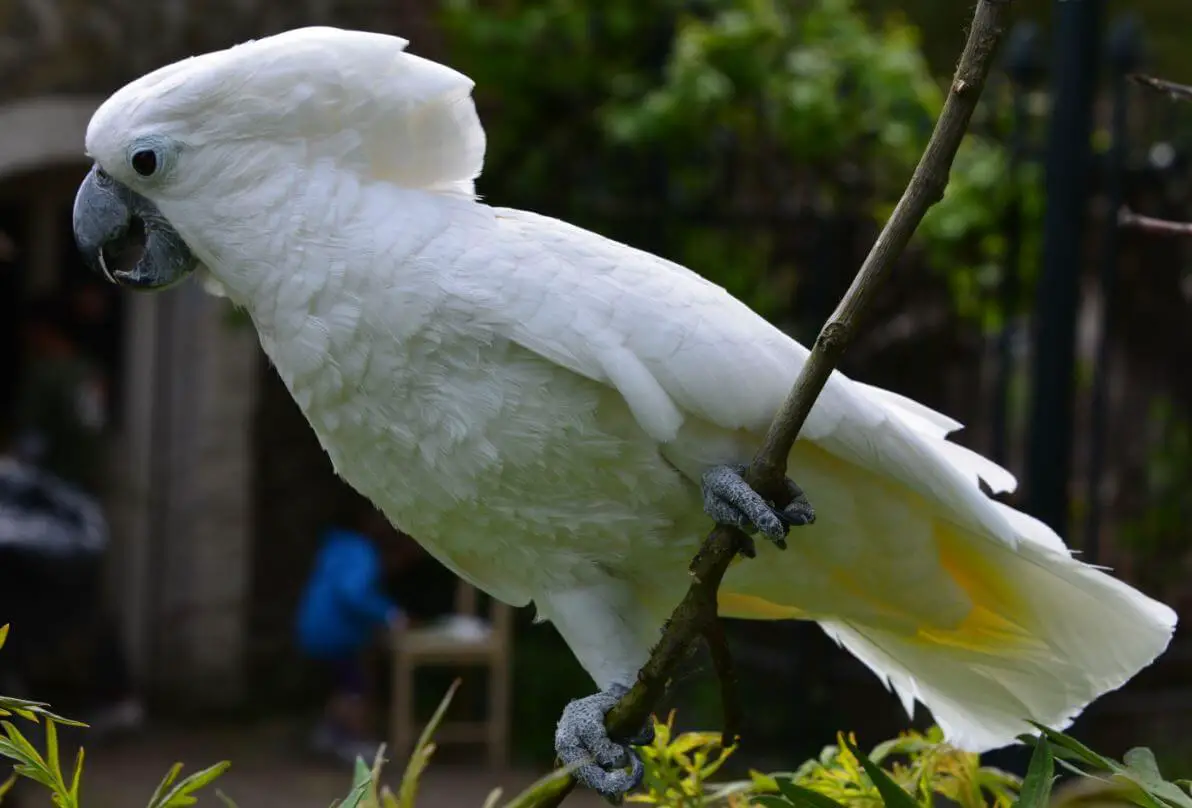 white umbrella cockatoo