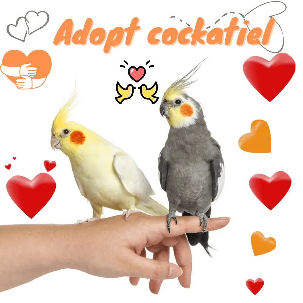 Adopt cockatiel