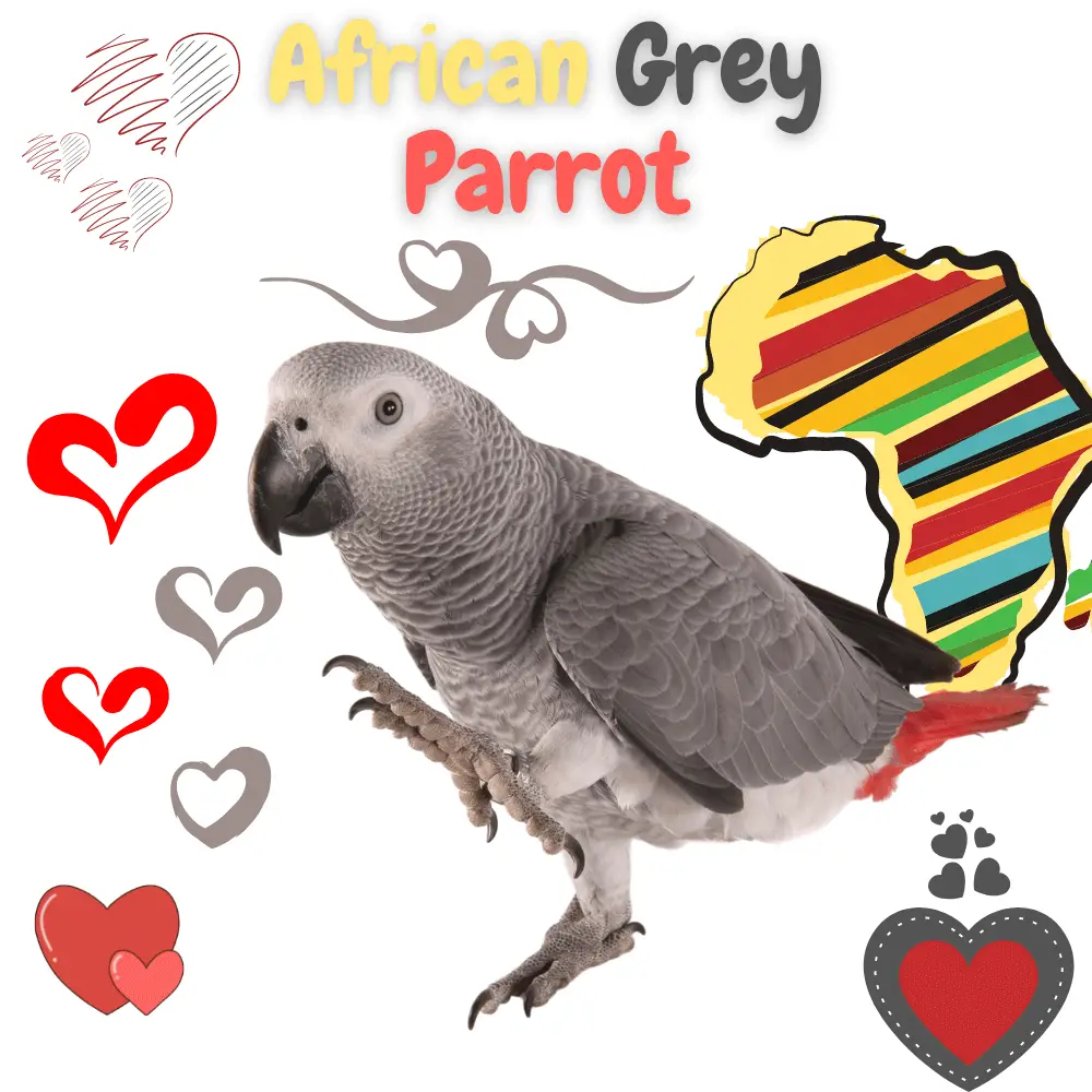 African grey parrot