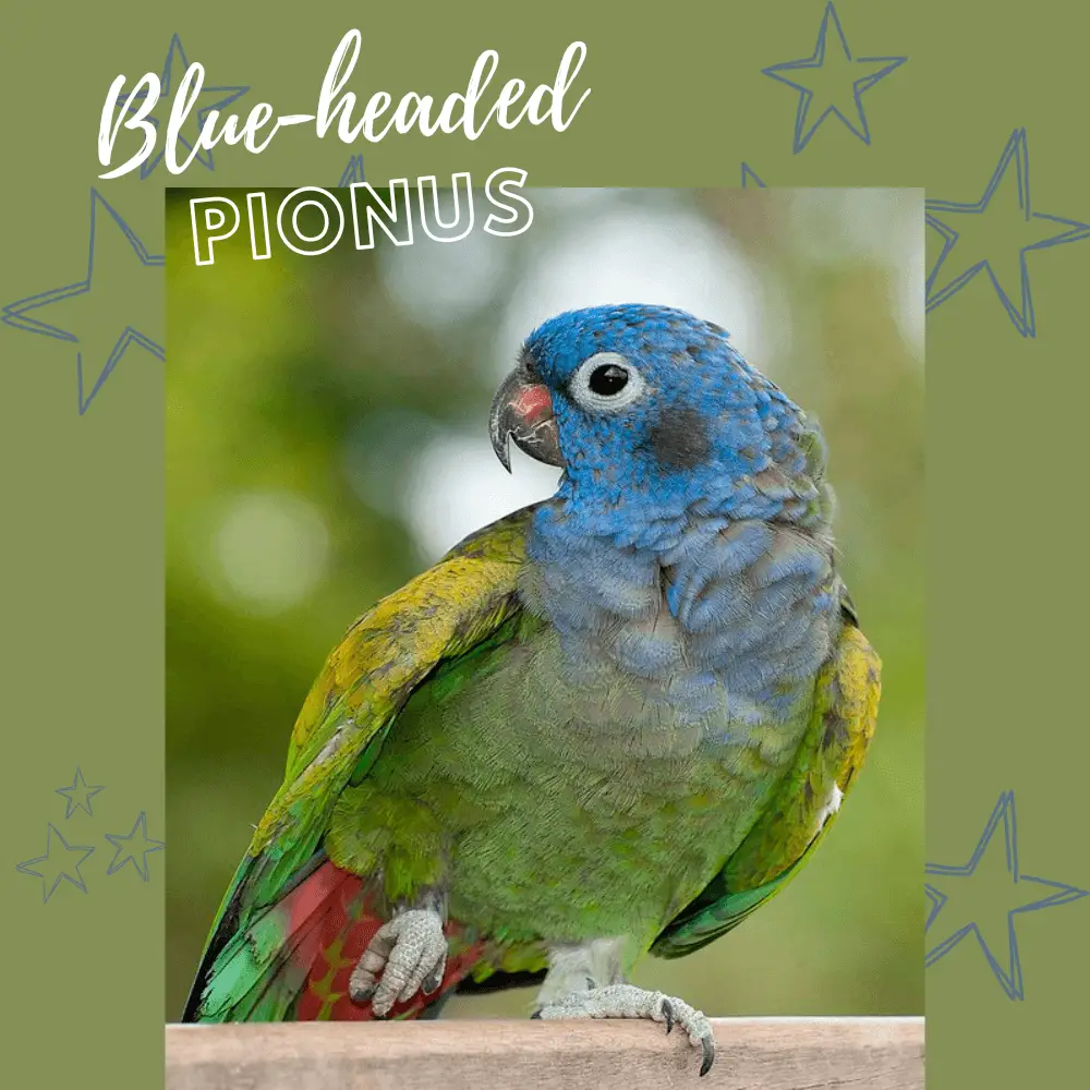Blue-headed pionus