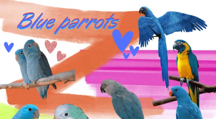 Blue parrots