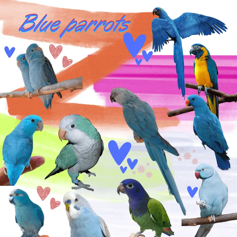 Blue Parrots All Different Types Of Blue Parrots Blue Parrot Types