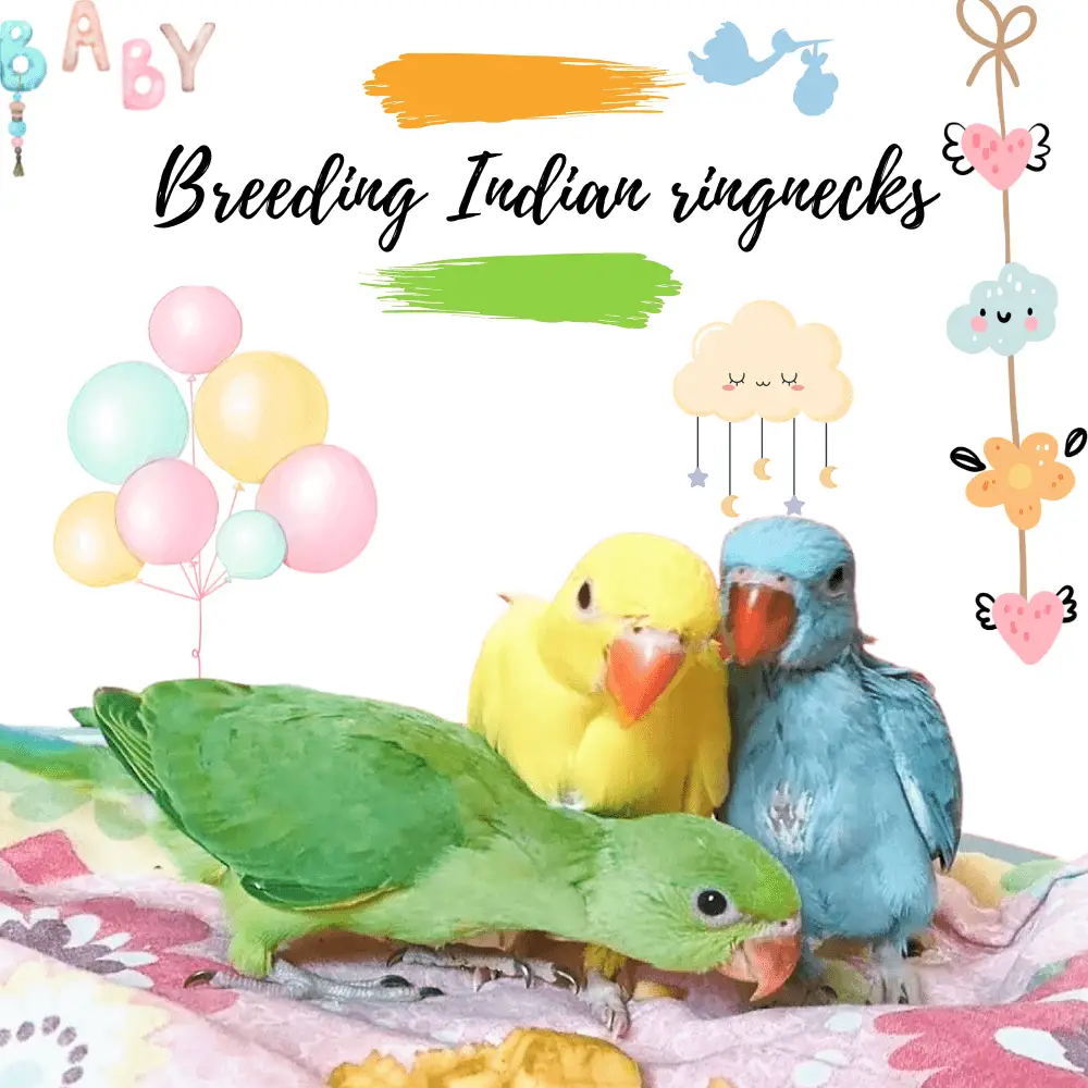 Breeding Indian ringnecks