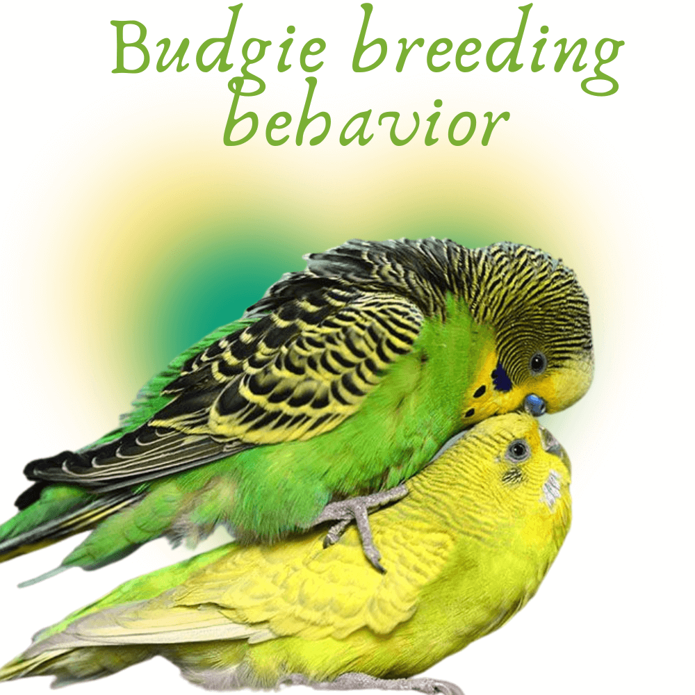 Budgie breeding behavior