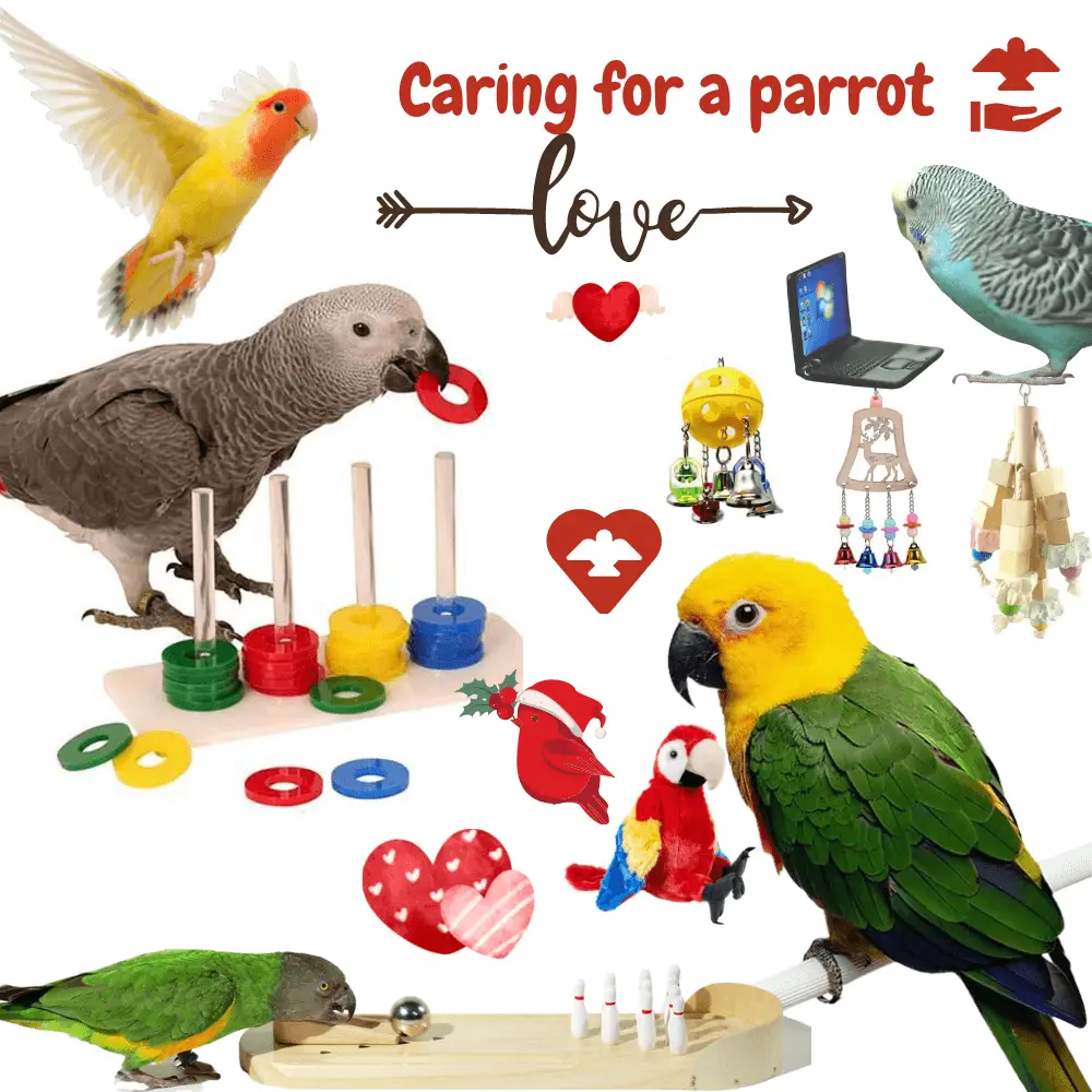 Caring for a parrot