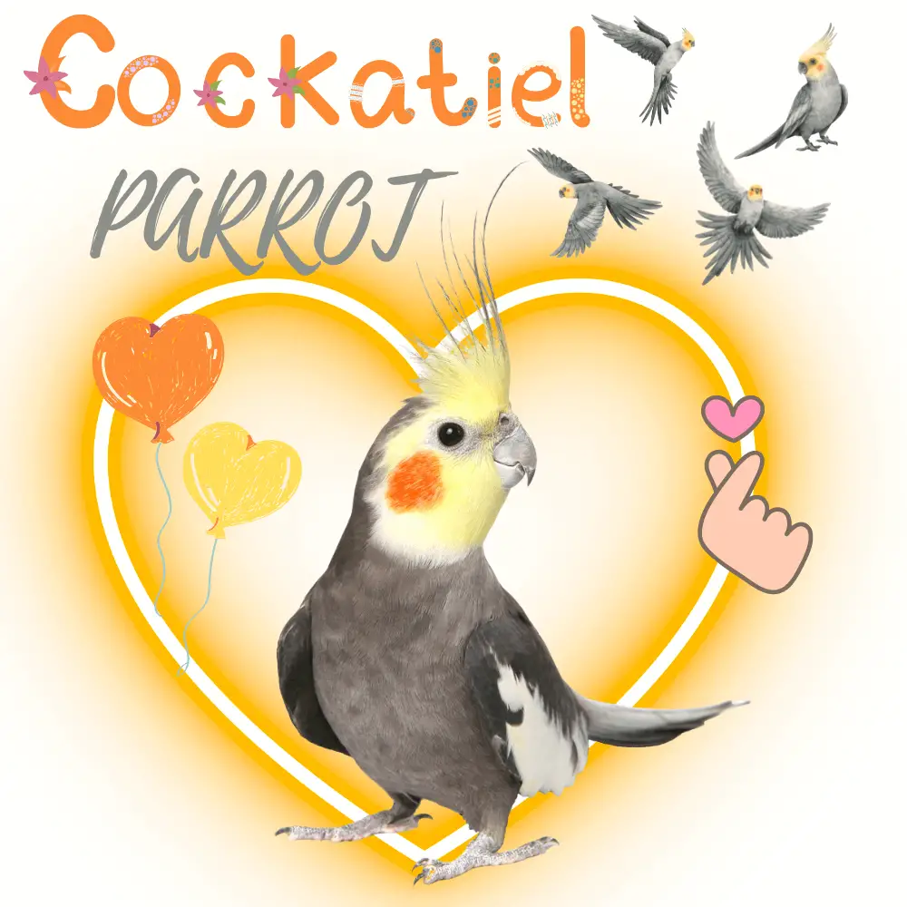 Cockatiel