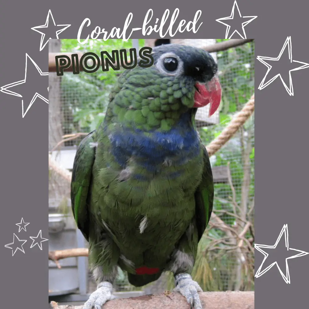 Coral-billed pionus