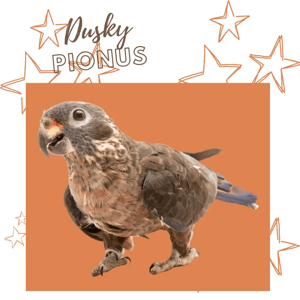 Dusky Pionus