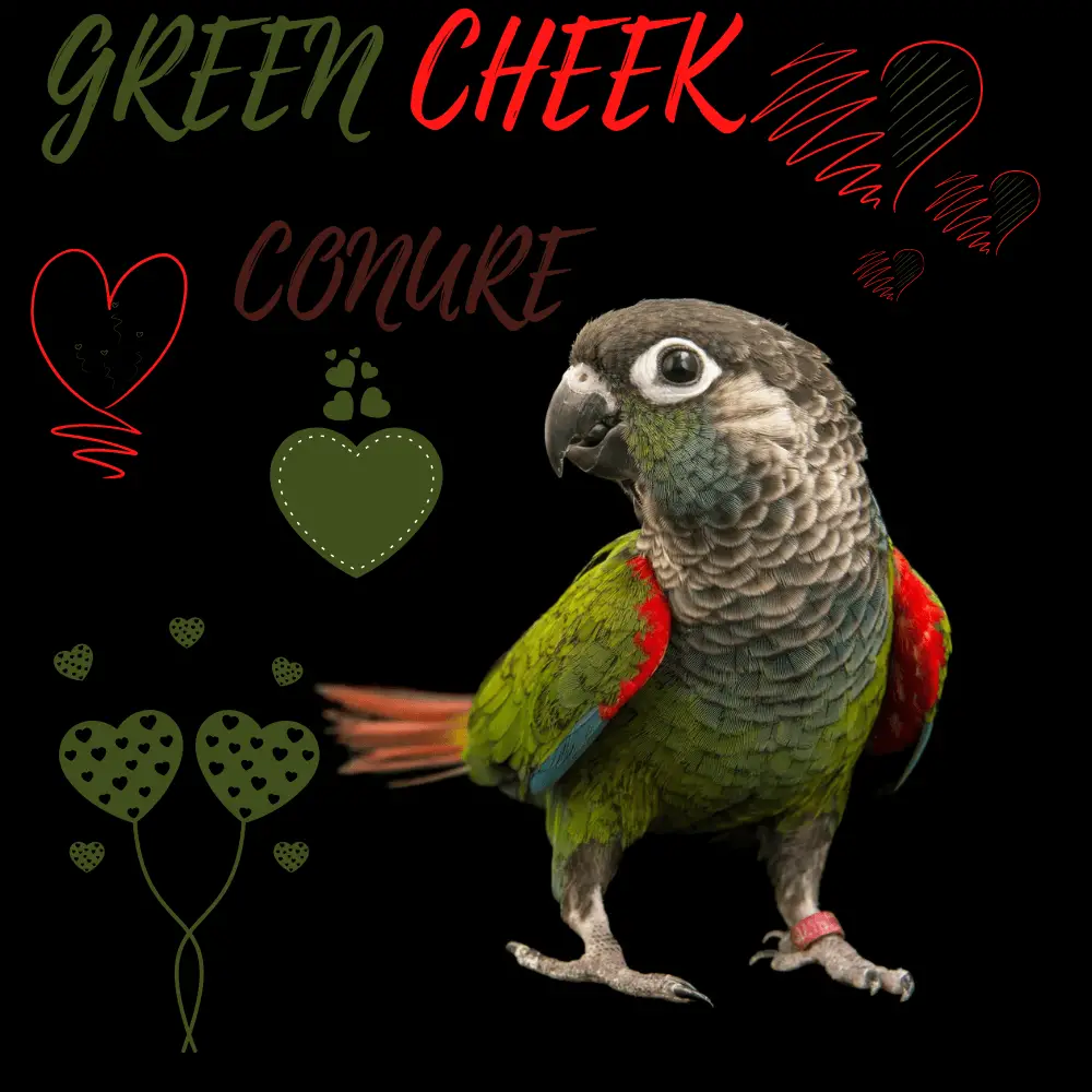 Green cheek conure
